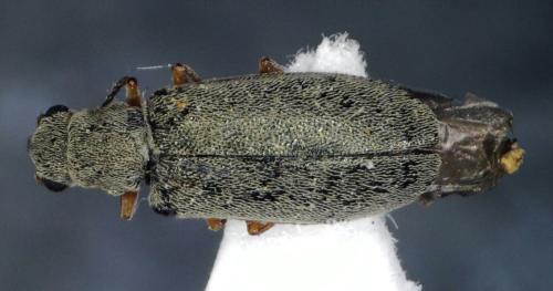 Danacea sp.
